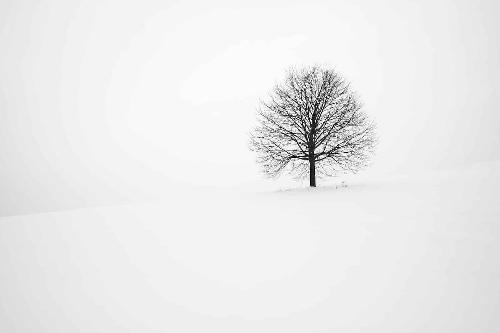 À quel moment faut-il tailler un saule crevette ?