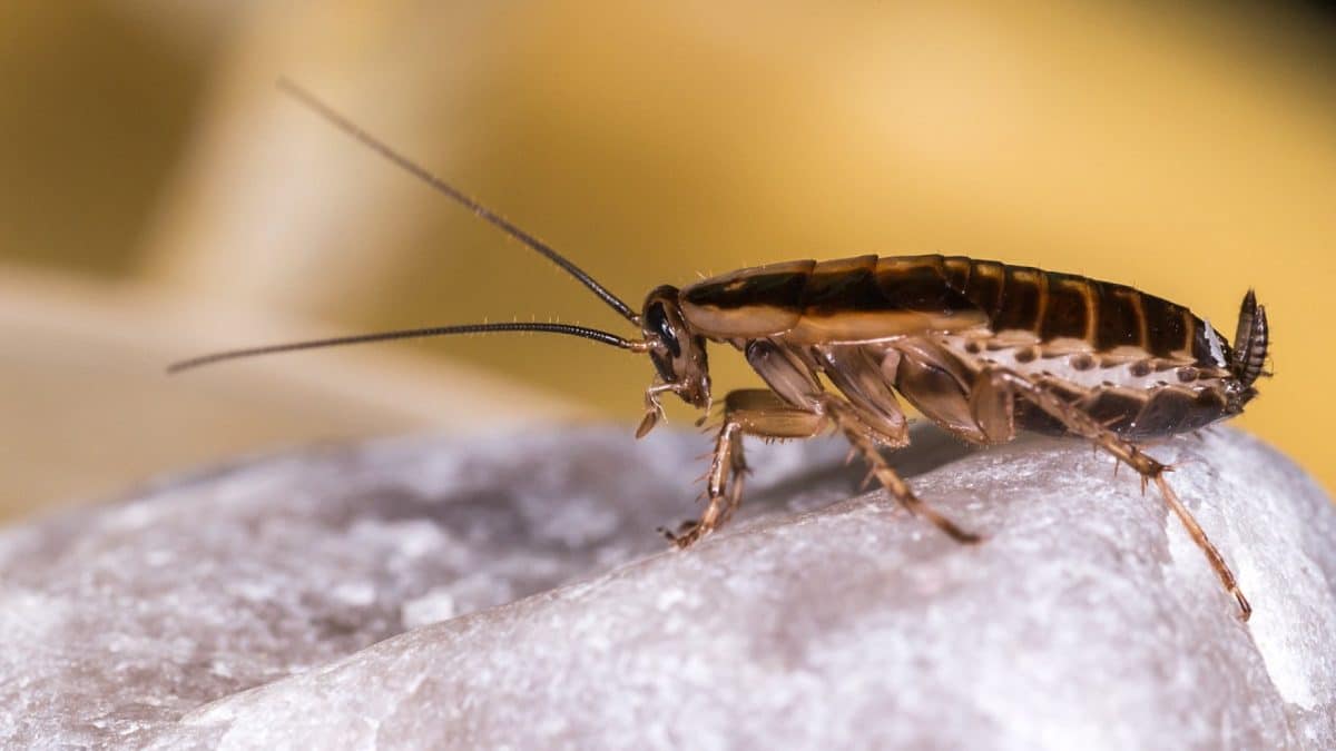 Quels sont les symptômes d'une infestation de cafards ?